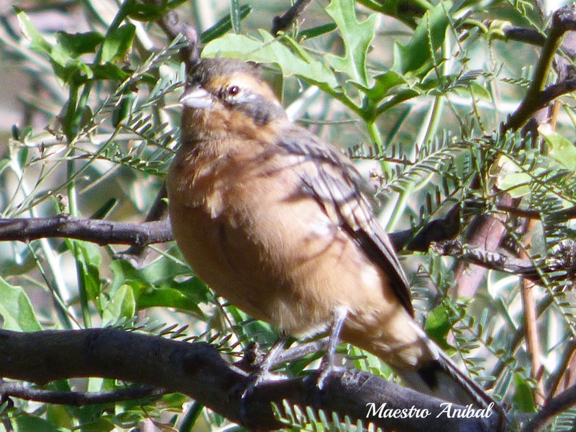 Monterita Canela - Poospiza omate - Familia: Thraupidae
