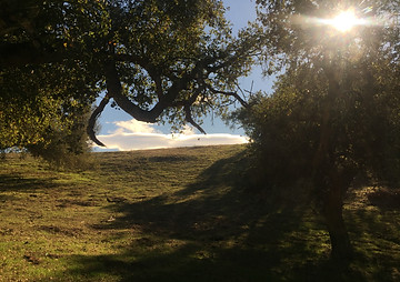 Hunt for deer, elk, antelope, wild boar, wild turkey, dove, quail and more on private land