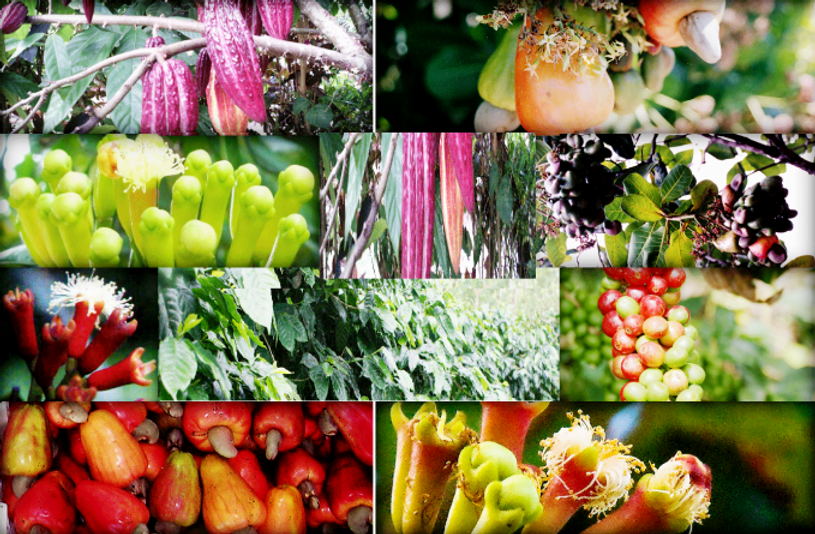 komoditas-hasil-perkebunan-679x445.png