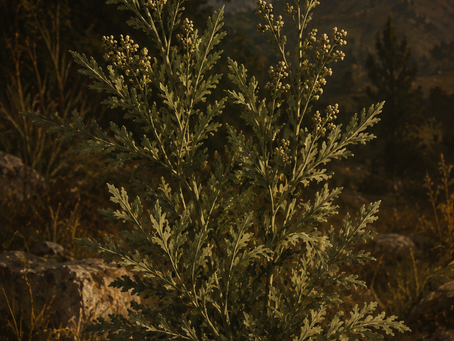 The Hidden History of Plants: Wormwood — The Herb of Visions and Madness
