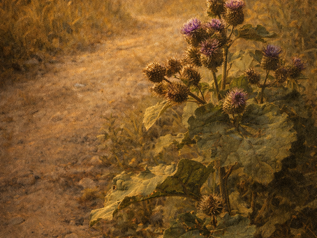 The Hidden History of Plants: Burdock — The Forgotten Cleanser