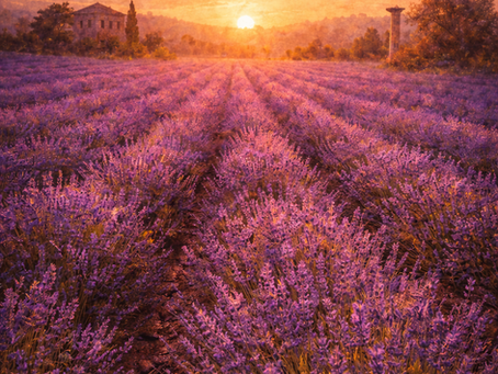 The Hidden History of Plants: Lavender