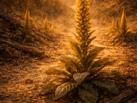 The Hidden History of Plants – Mullein: The Torch of the Wild