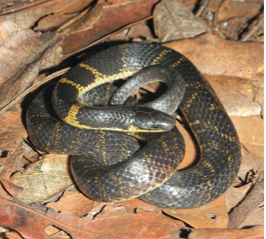 On the clutch size of Geophis omiltemanus (Squamata: Dipsadidae) in the Sierra Madre del Sur, Mexico