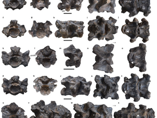 ¡Feliz día internacional de la serpiente!