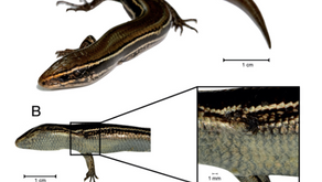 🦎🦎¡Nueva nota científica! 🦎🦎
