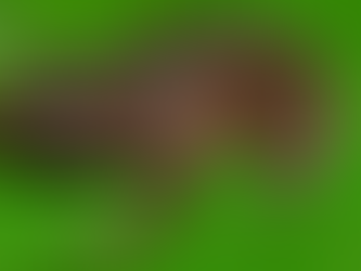 A new species of direct-developing frog of the genus Eleutherodactylus (Anura: Eleutherodactylidae)