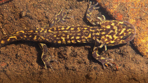 Programa de Acción para la Conservación de Especies (Ambystoma)