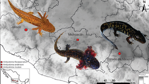 Detection of Batrachochytrium dendrobatidis in Threatened Endemic MoleSalamanders in Mexico.