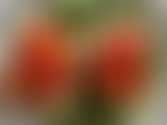 A Birthday Feast & Red Pepper Pesto