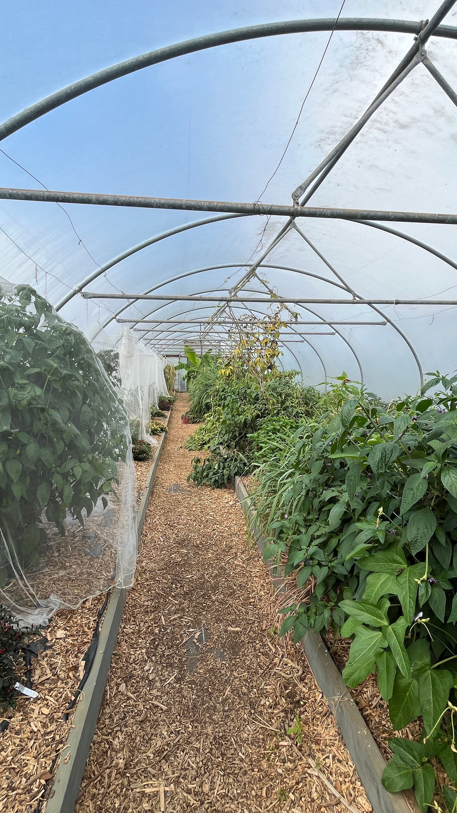 Inside a poly-tunnel which is lined with chilli plants down one side and tropical herbs and vegetables on the other