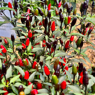 An upright chilli plant is shown to produce an abundance of peppers in purple, green and red