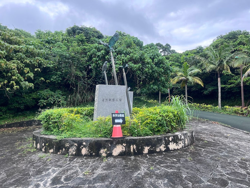 蛍の季節がやってきました