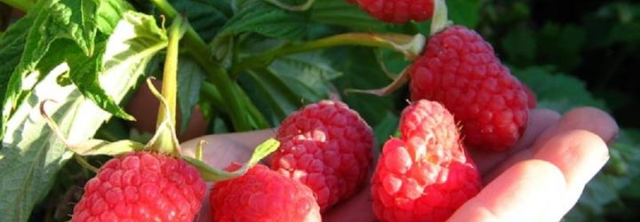 Framboesa Vermelha