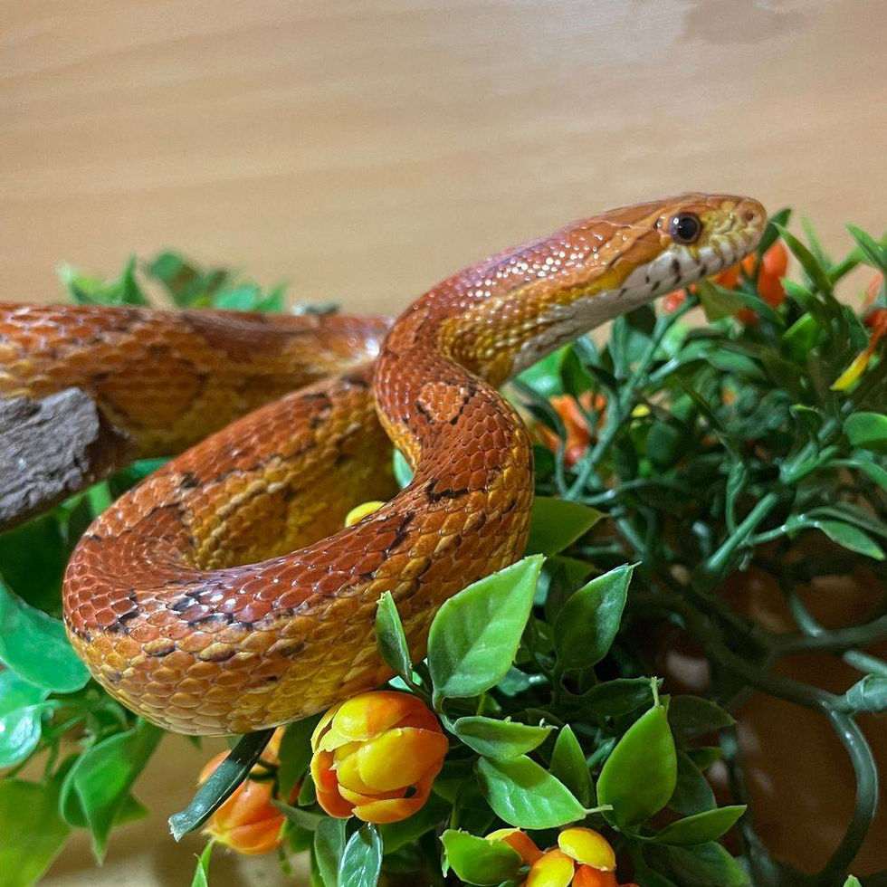 Malcolm