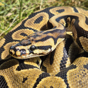 Royal pythons