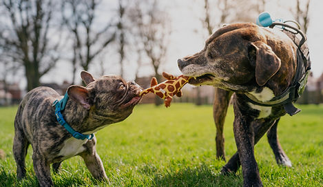 _DSC9458_edited.jpg