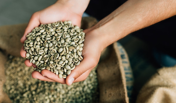 a person holding green, unroasted coffee beans in their hand above the burlap bag it came in. 