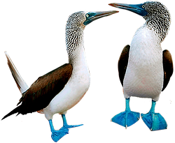 Blue-footed Boobies - Galapagos Islands