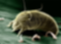 bacteria_edited.png