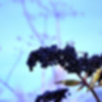 elderberry-704237_1280