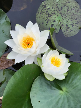 Seerosen im Gartenteich, Gartenplanung, Gartendesign