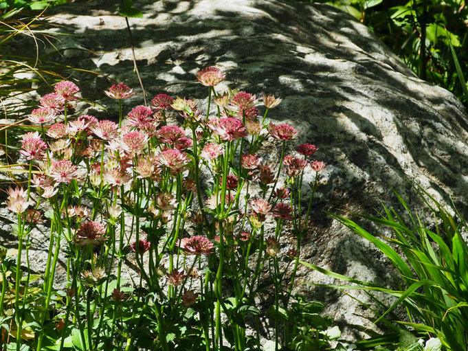 Halbschatten Stauden, Gartendesign, Gartengestaltung