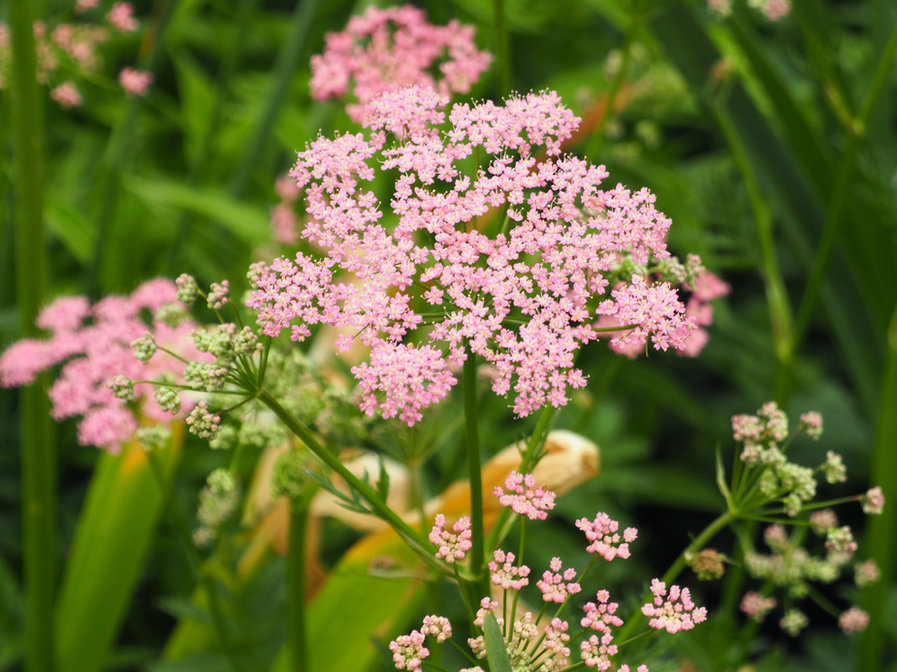 Doldenblüte in der Pflanzplanung und Gartengestaltung