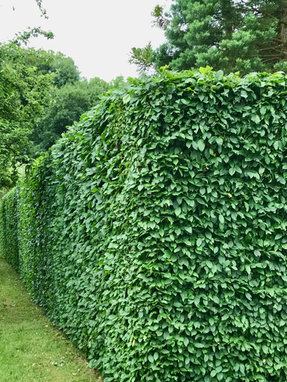 Buchenhecke in der Gartenarchitektur, Gartengestaltung
