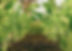 background image of growing garden