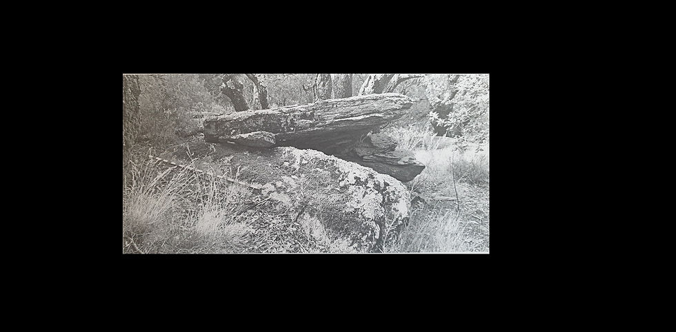 DOLMEN ORTHO NORD.jpg