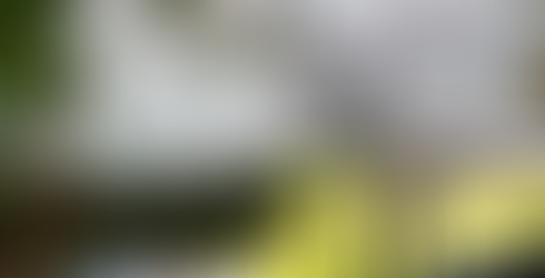 Cherry Blossom in Nara Park. Sakura season in Nara Park, Nara, Japan