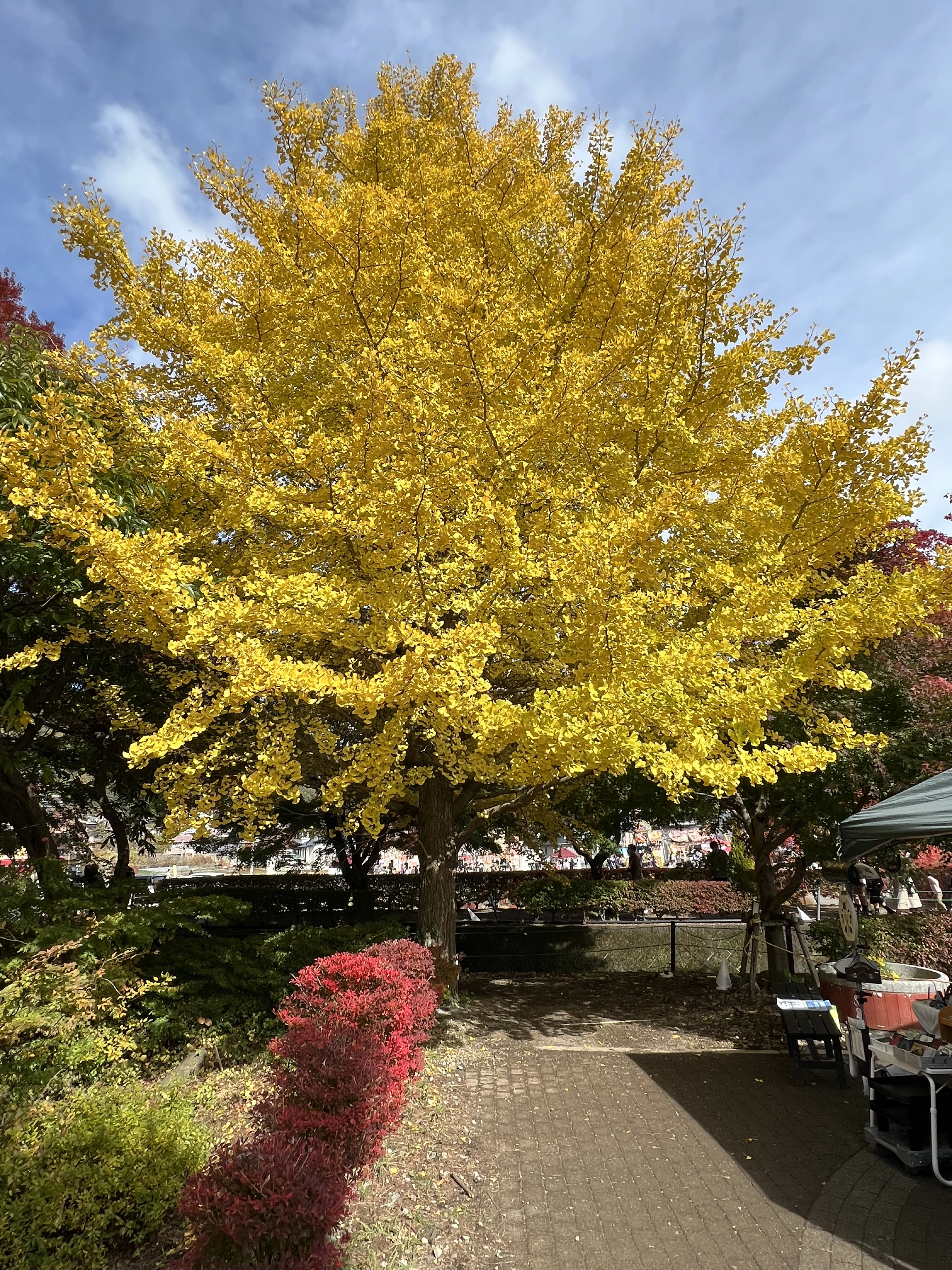 Colorful autumn leaves in rural Japan. Japanese countryside road surrounded by fall foliage.
