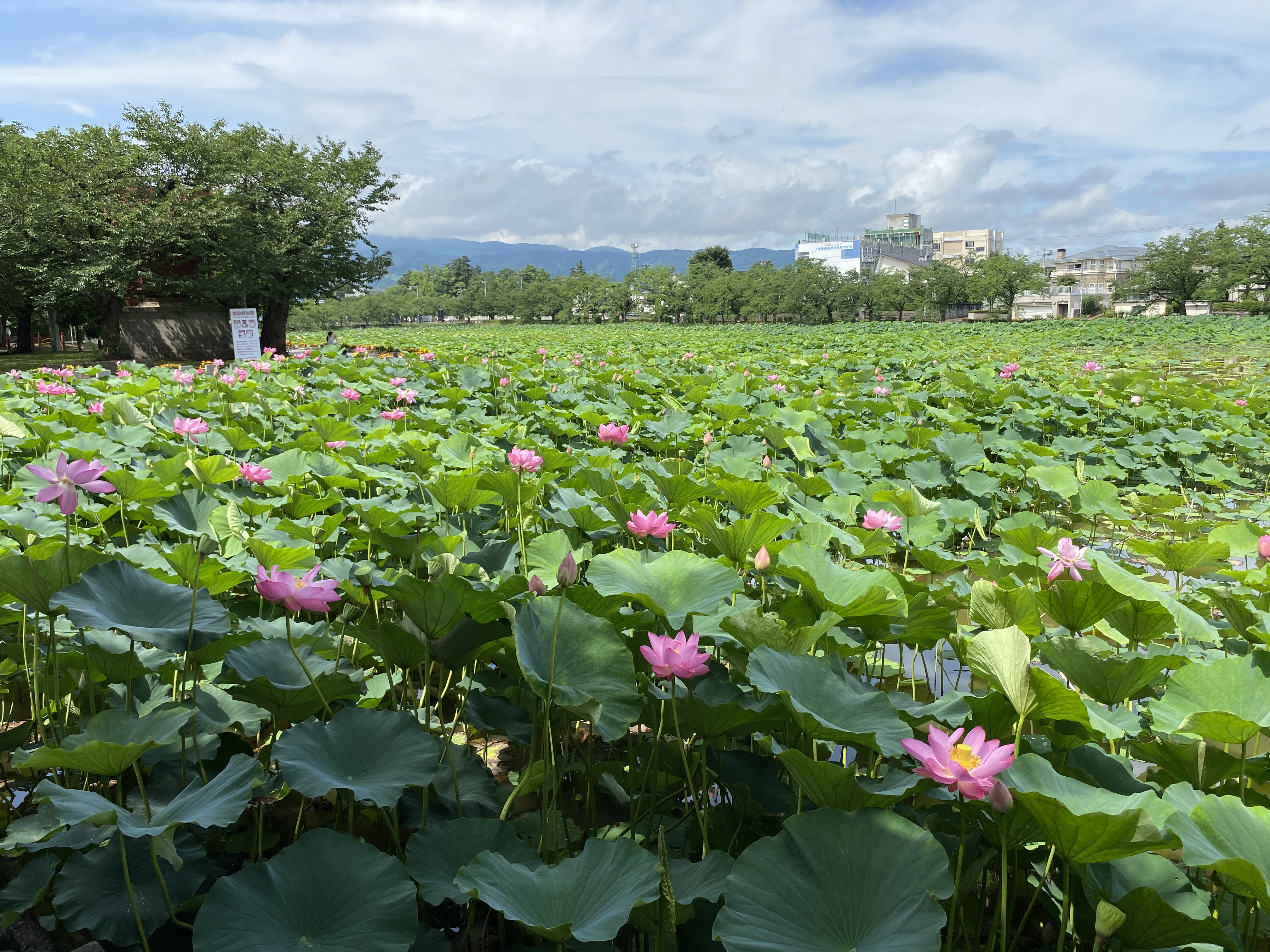 Pink lotus flower blooming in Japan during summer, surrounded by green leaves in a calm pond.