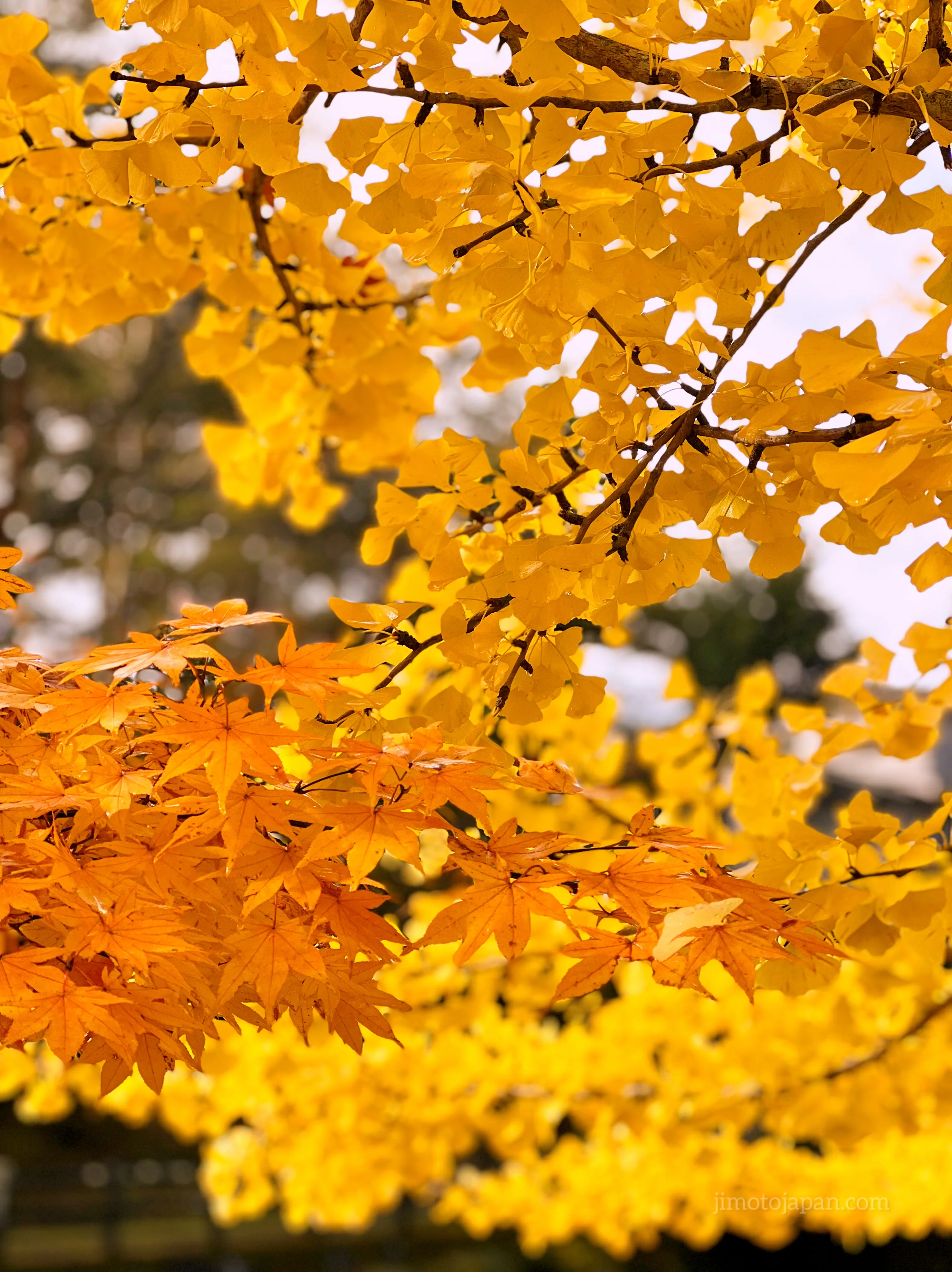 autumn in Japan foliage