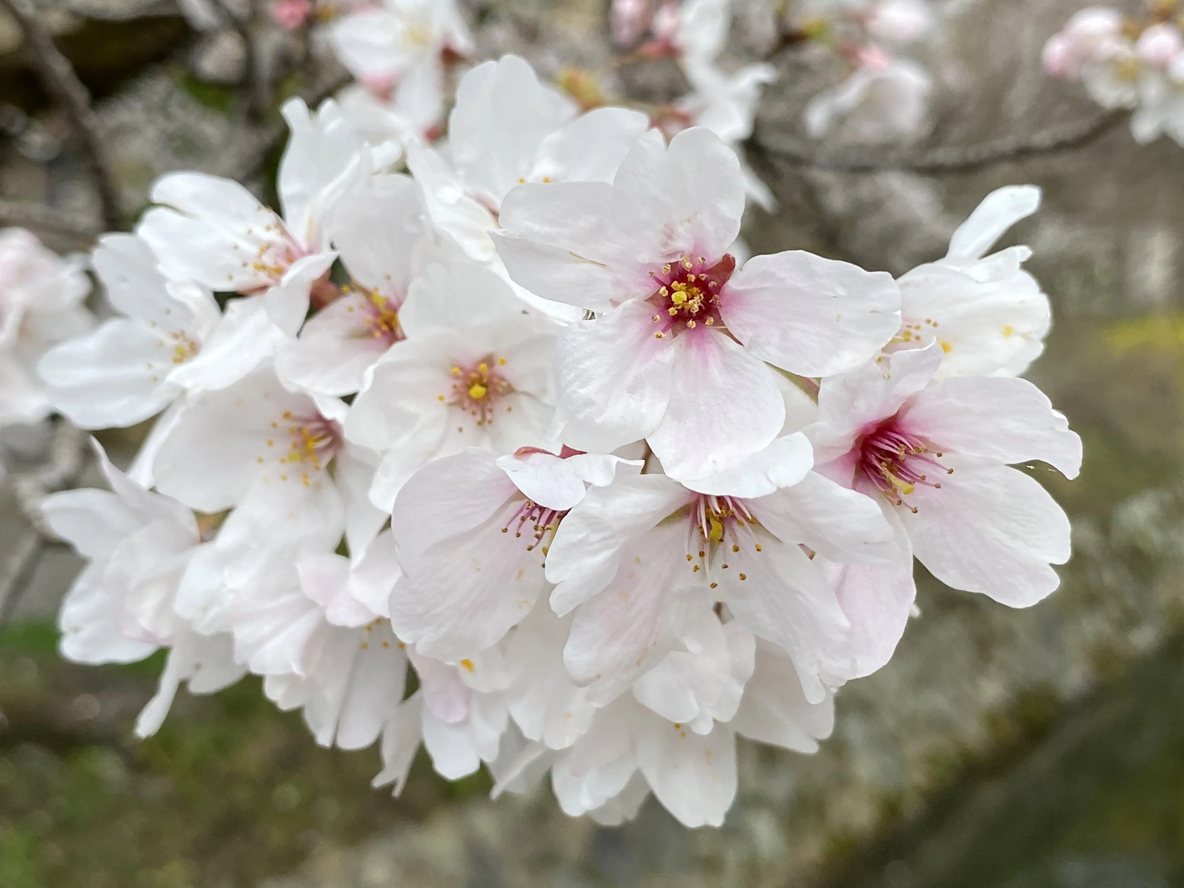 Close-up of delicate cherry blossoms (sakura) in full bloom during spring in Japan, highlighting one of the best times to travel to the country.