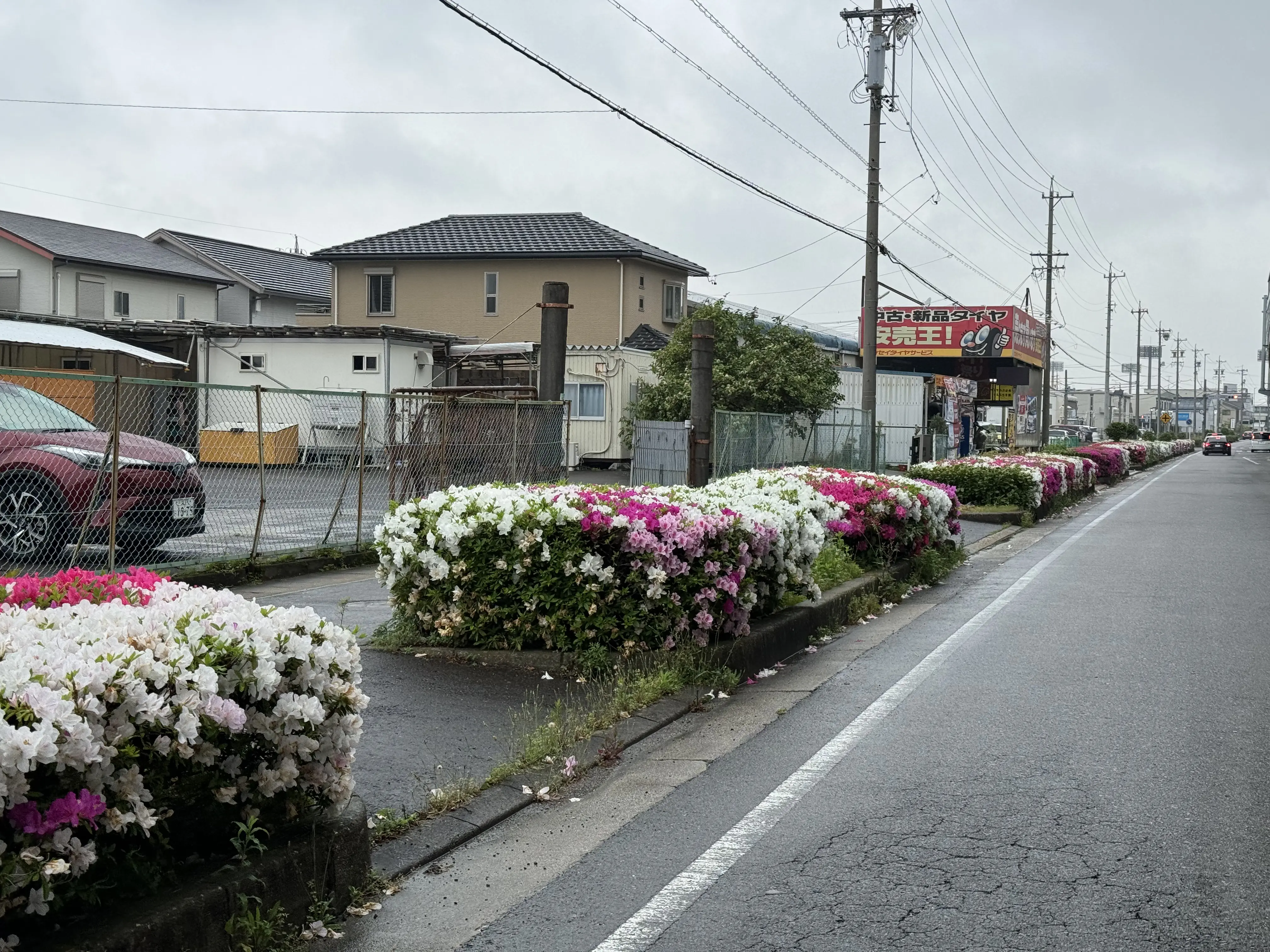 Spring street scene in Japan with colorful azalea bushes lining a quiet suburban road.