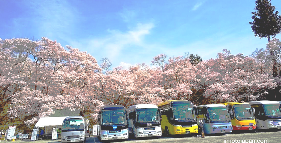Cherry Blossom in Takato-jo. Sakura season in Takato Castle, Nagano, Japan