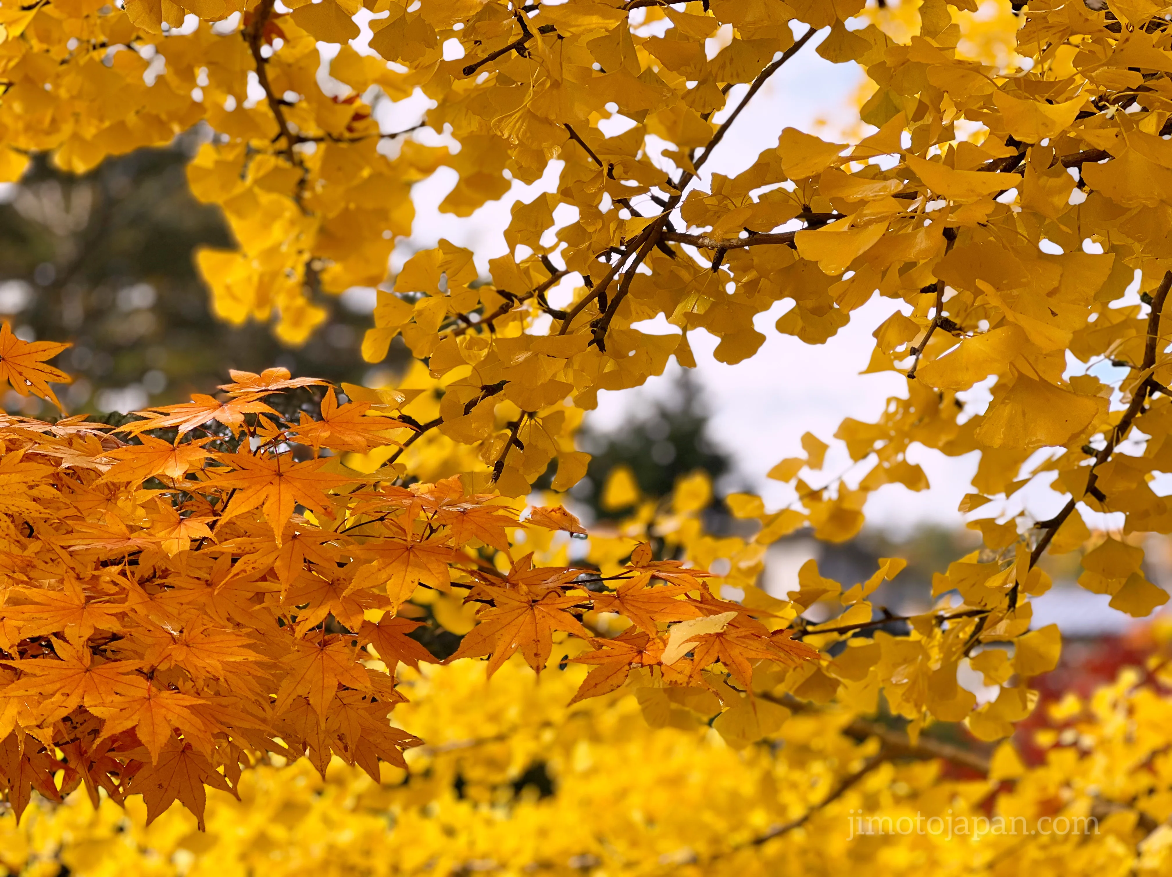 autumn in Japan foliage