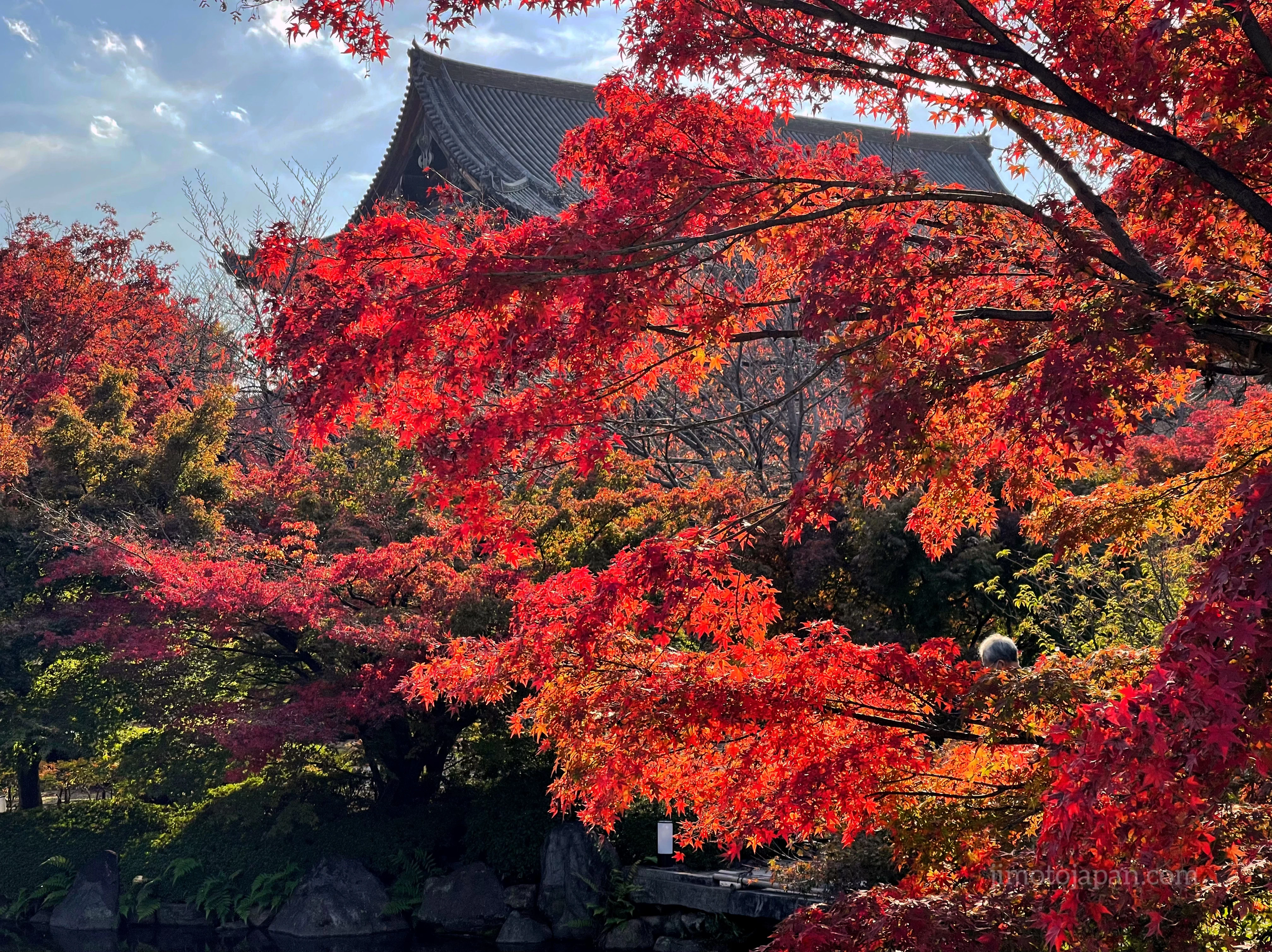 Toji Temple Autumn Foliage in Japan