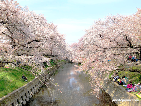 SAKURA EXPERIENCE: FIVE CHERRY BLOSSOM VIEWING SPOTS IN JAPAN