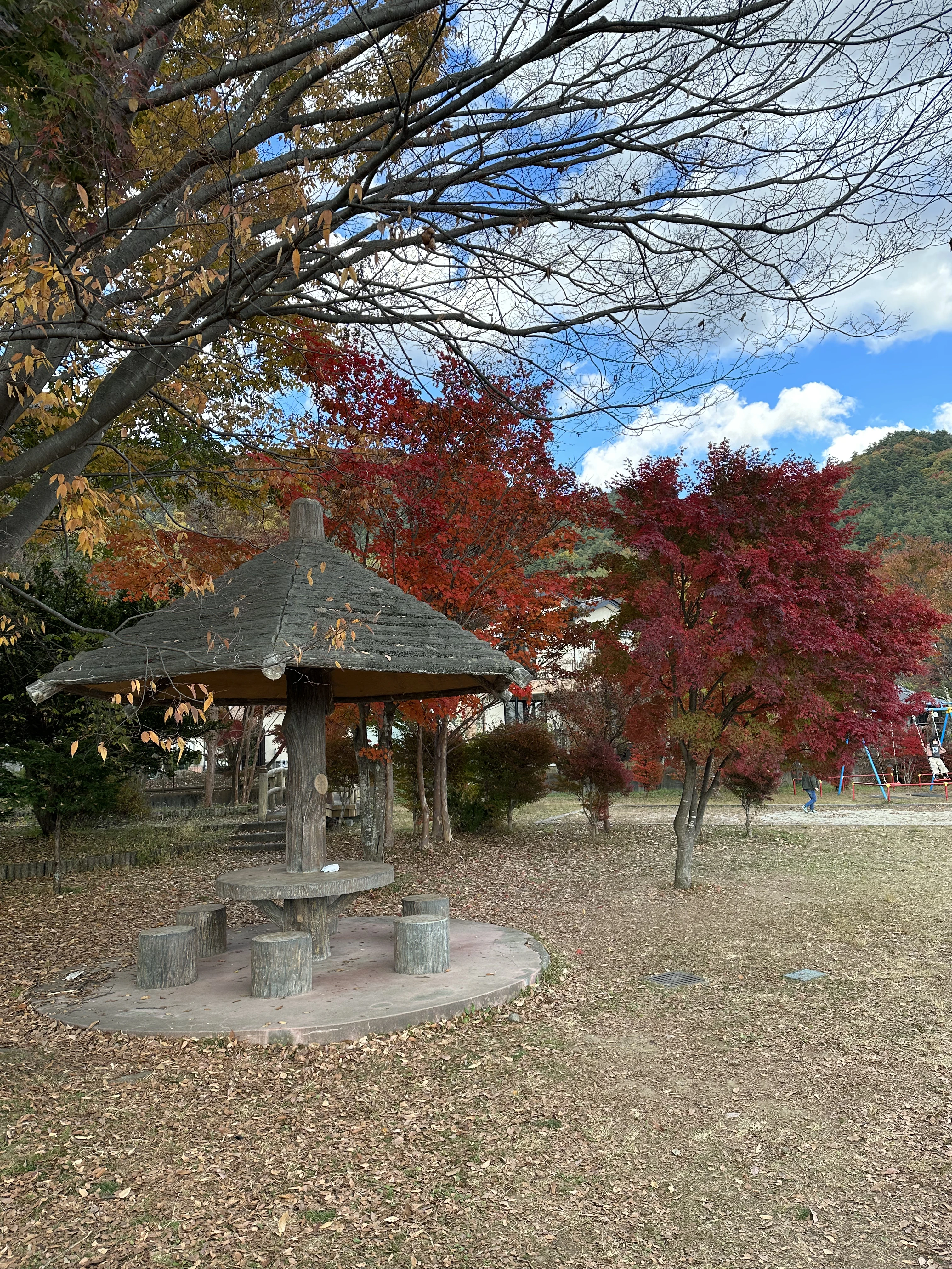 Colorful autumn leaves in rural Japan. Japanese countryside road surrounded by fall foliage.