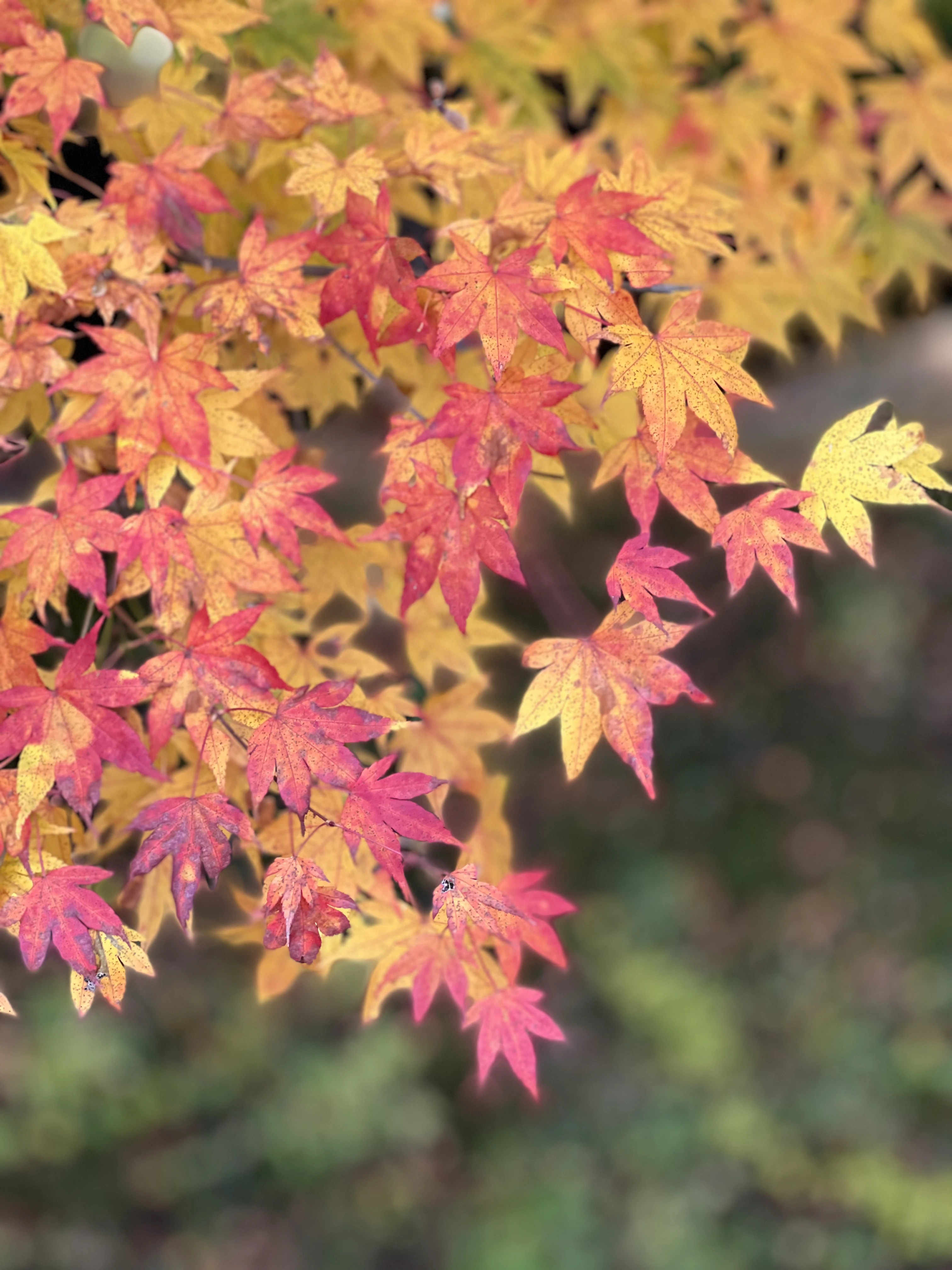 Autumn foliage in Japan.