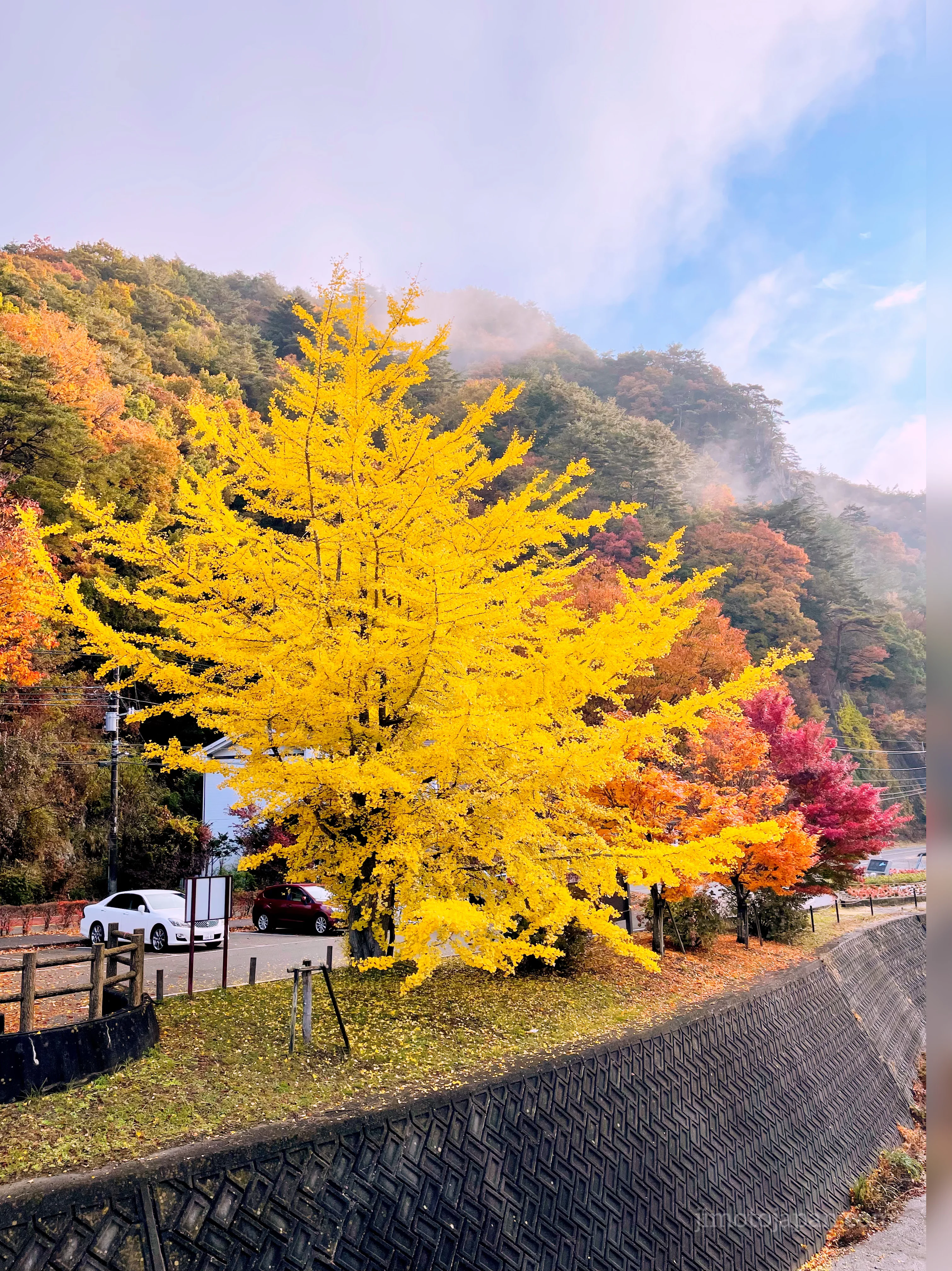 autumn in Japan foliage