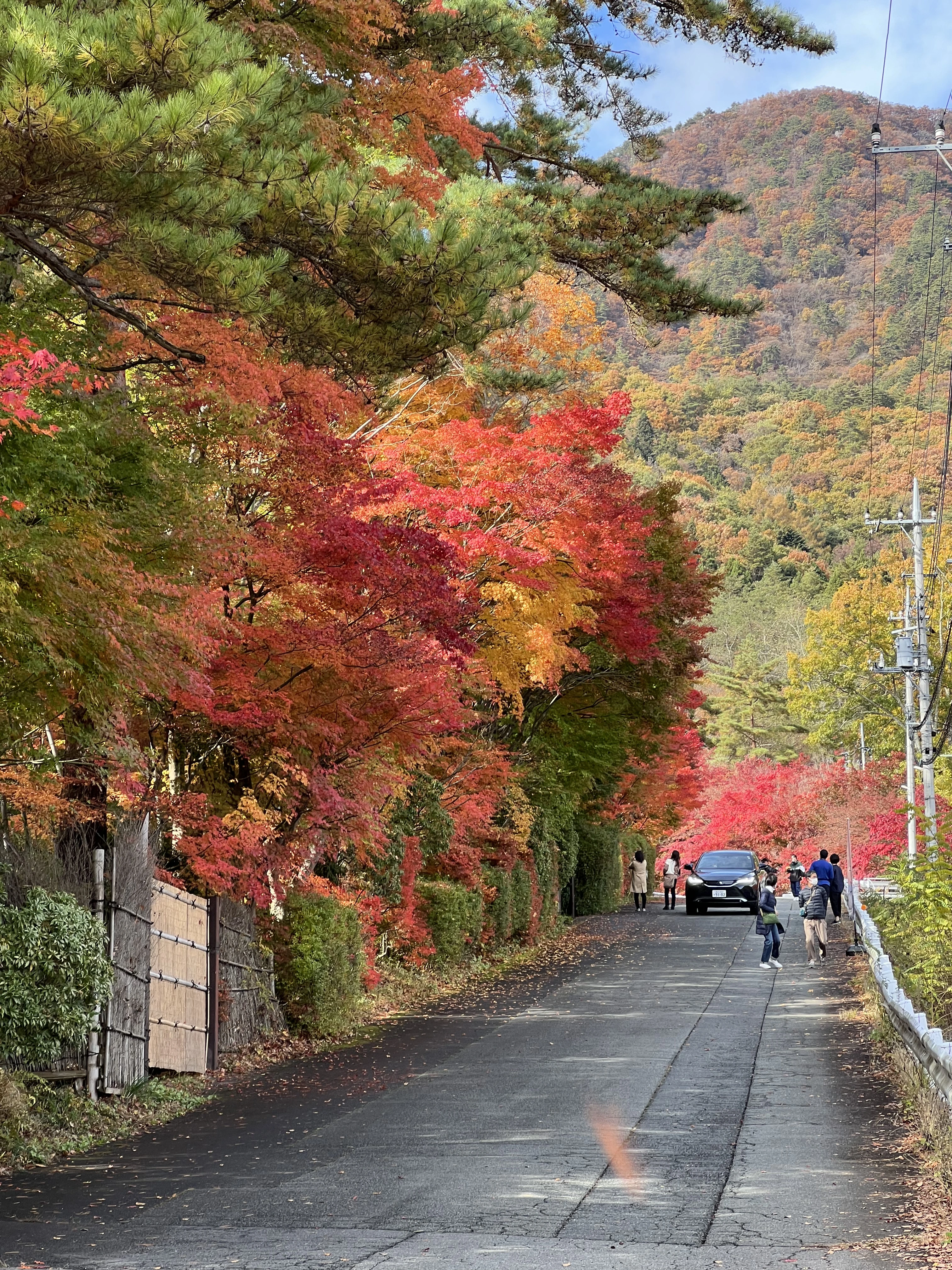 Autumn foliage along a quiet road in Japan.