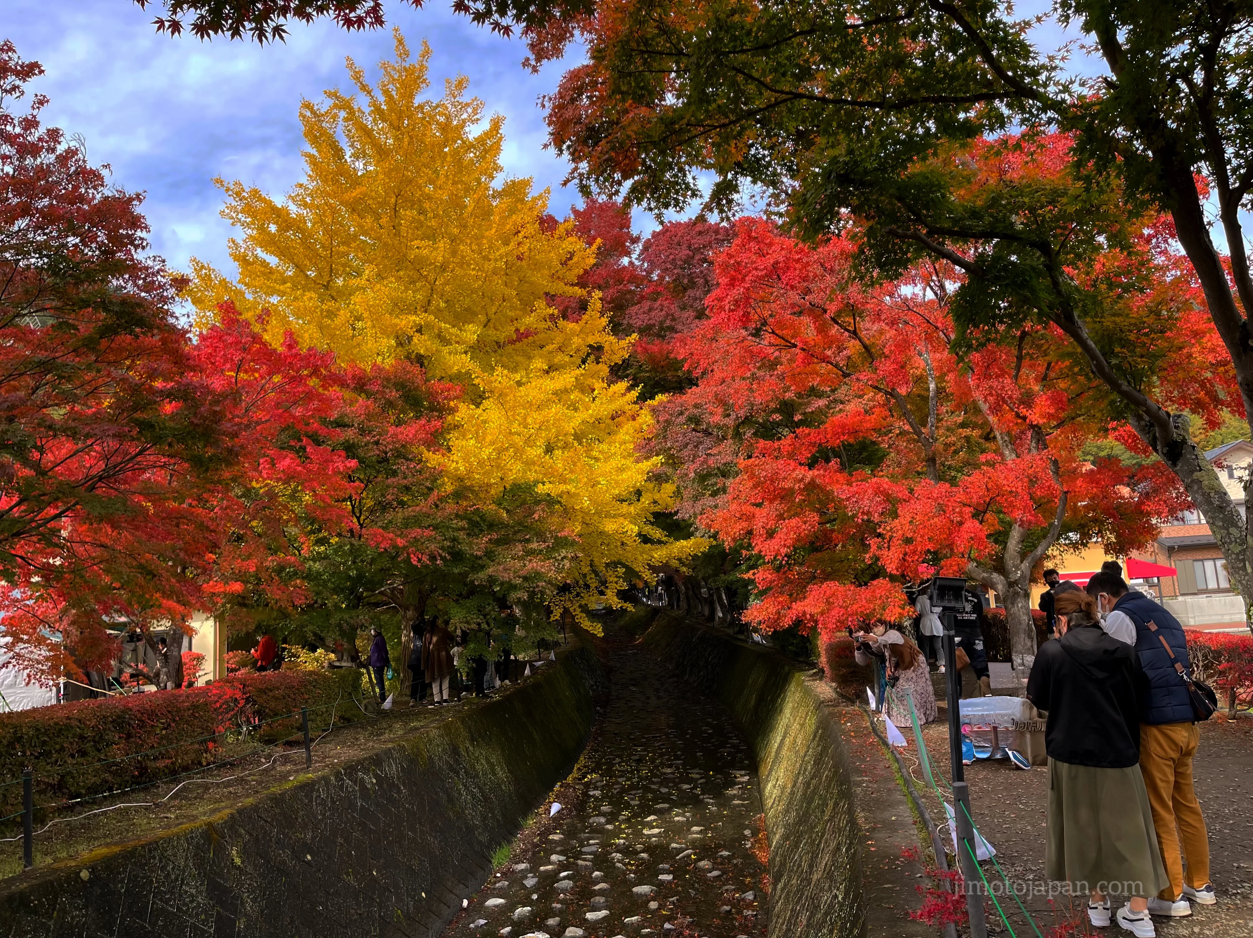 autumn in Japan foliage