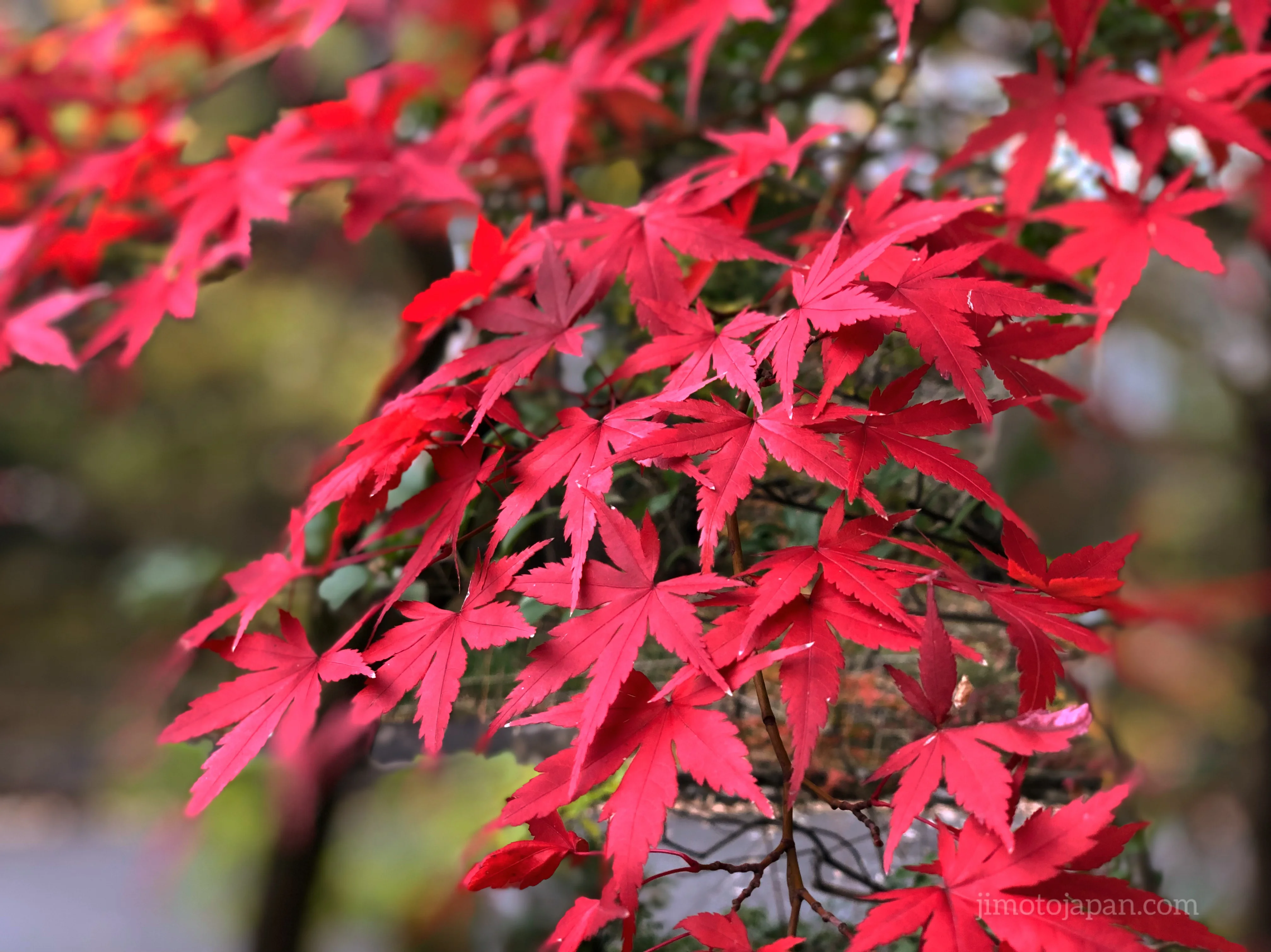 autumn in Japan foliage