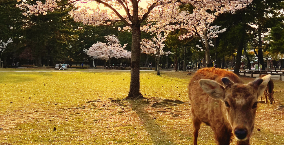 Cherry Blossom in Nara Park. Sakura season in Nara Park, Nara, Japan
