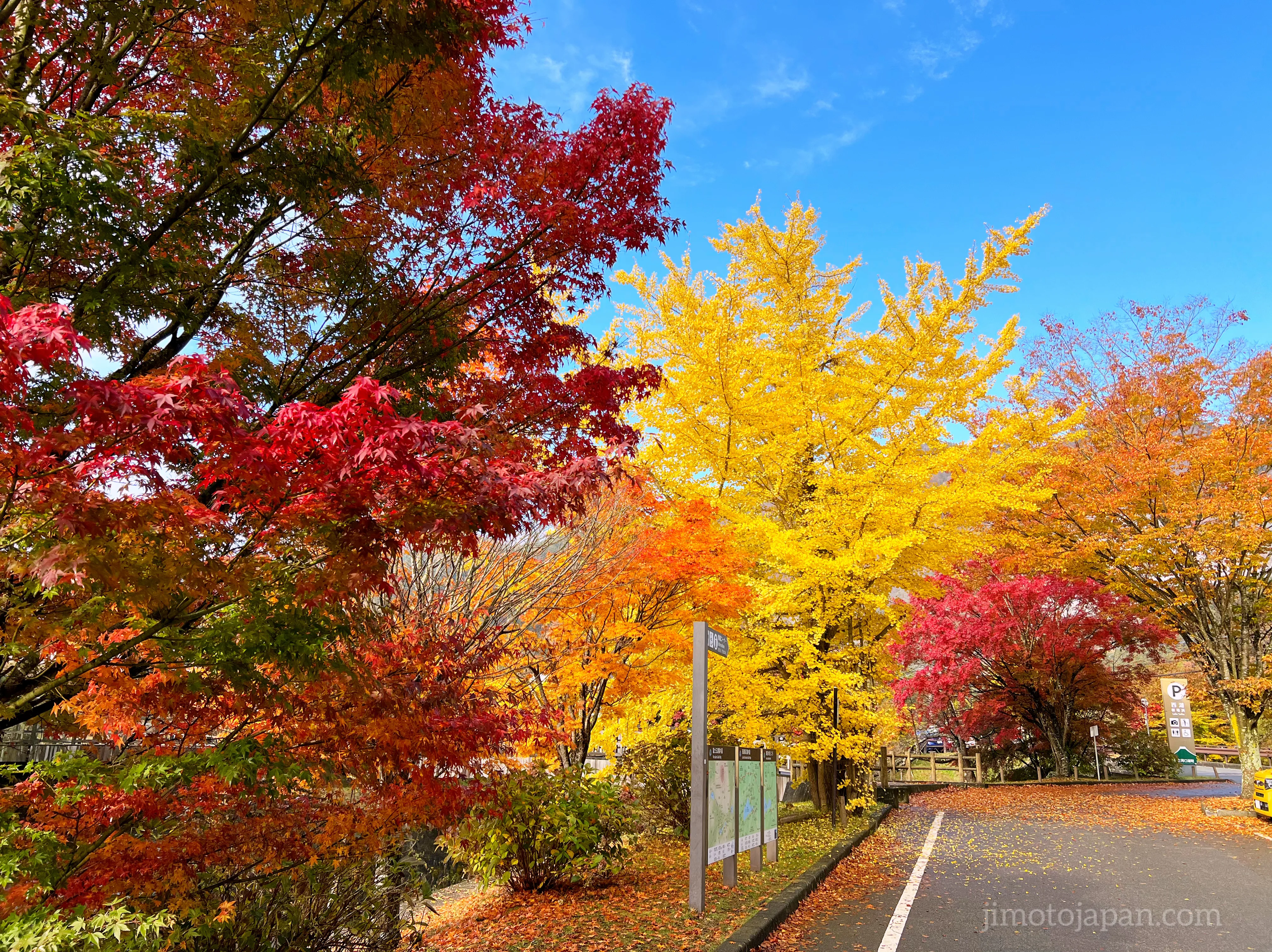 autumn in Japan foliage