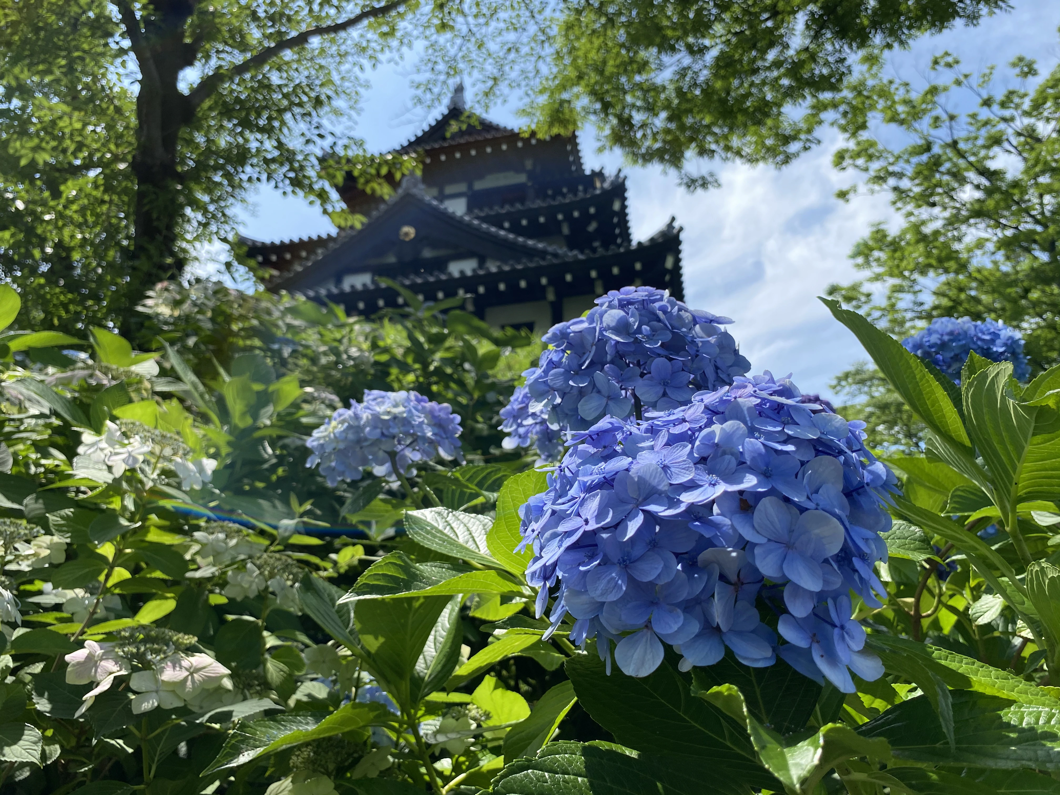 Hydrangea flowers blooming in Japan during early summer, with a traditional temple in the background.
